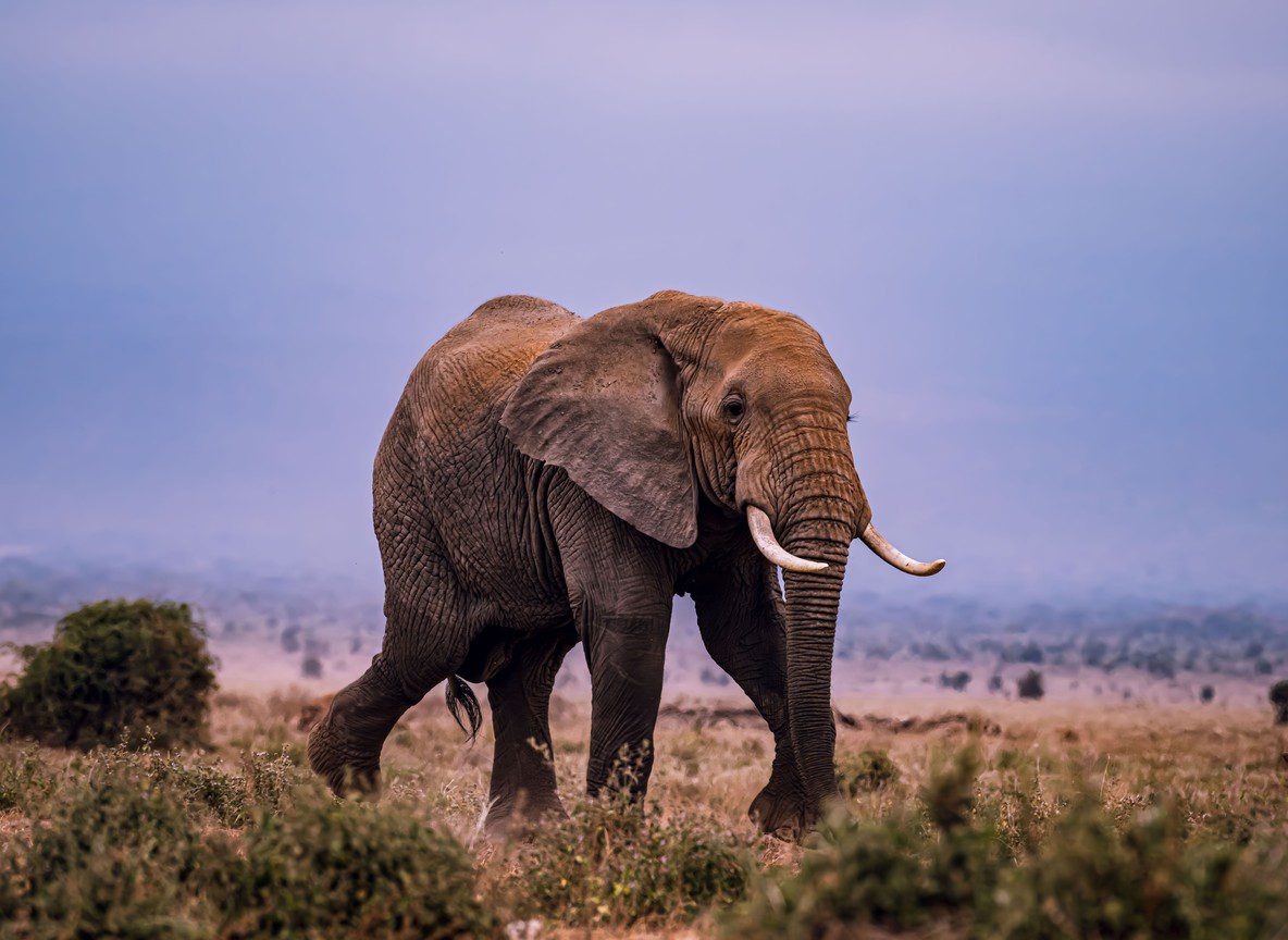 Amboseli Birds In Wet Season Vs Dry Season