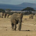 Amboseli Calves And Baby Animals Season Guide