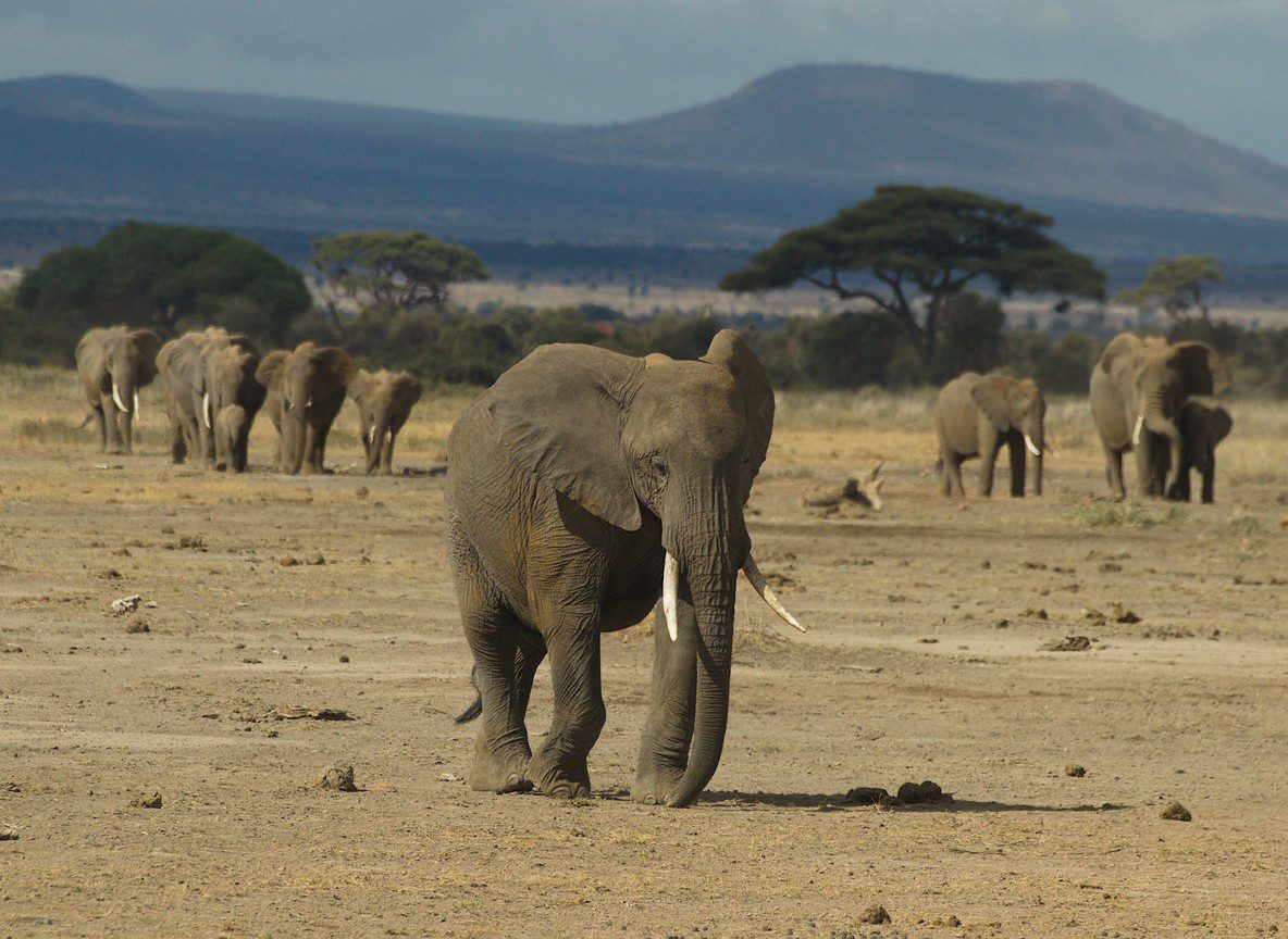 Amboseli Calves And Baby Animals Season Guide