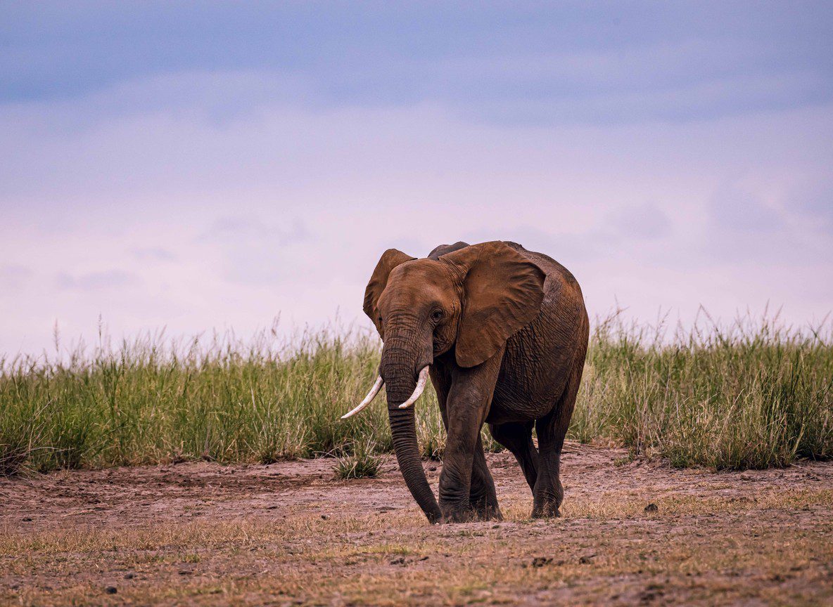 Amboseli Calves And Baby Animals Season Guide