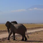 Amboseli Camps With Views Of Observation Hill