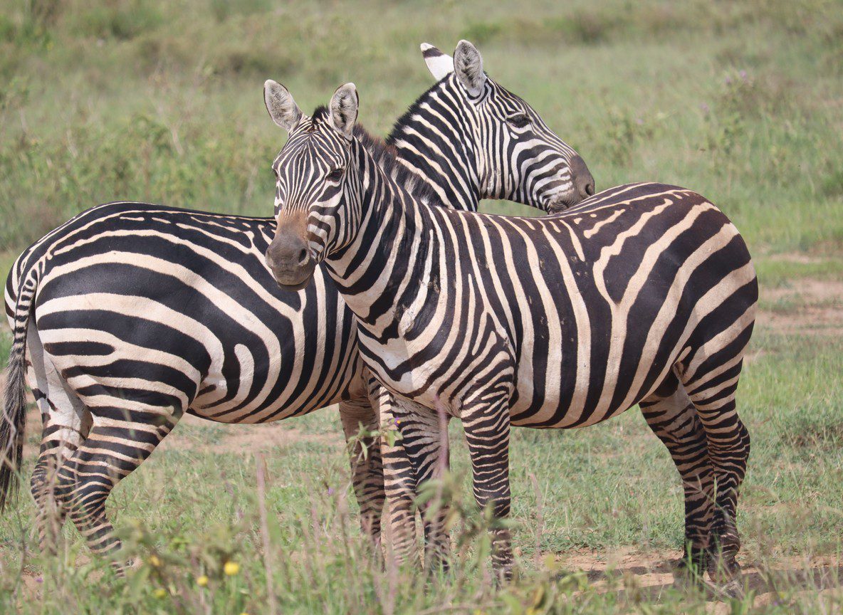 Amboseli Dawn Wildlife Vs Afternoon Wildlife
