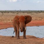 Amboseli Day Trip Vs Overnight Safari