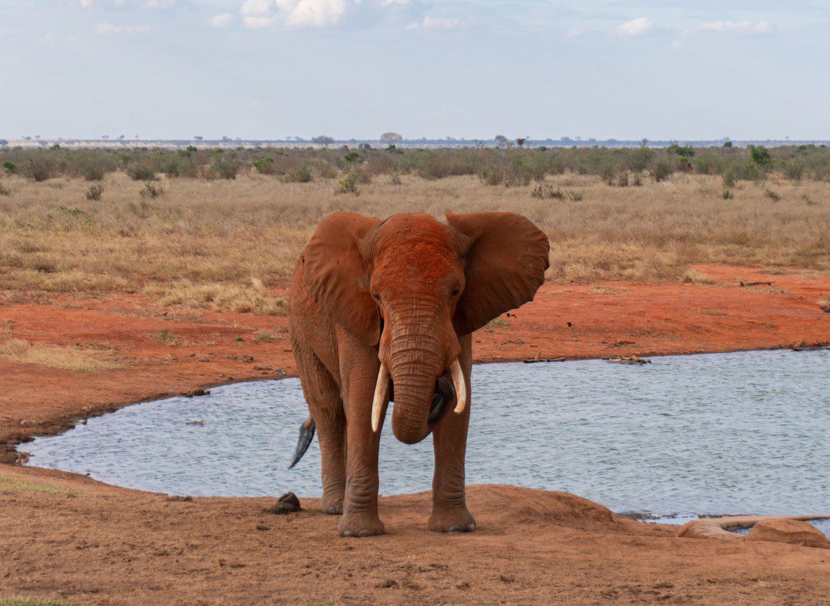 Amboseli Day Trip Vs Overnight Safari