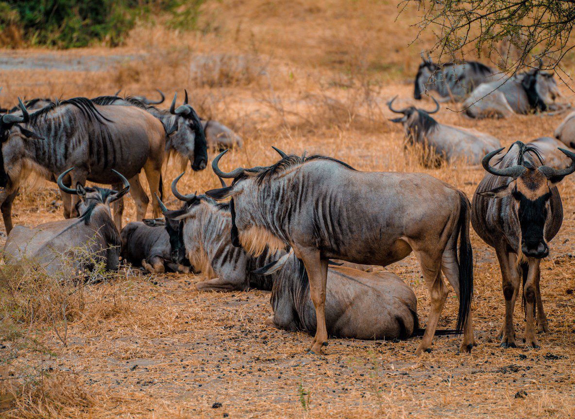Amboseli Elephant Research