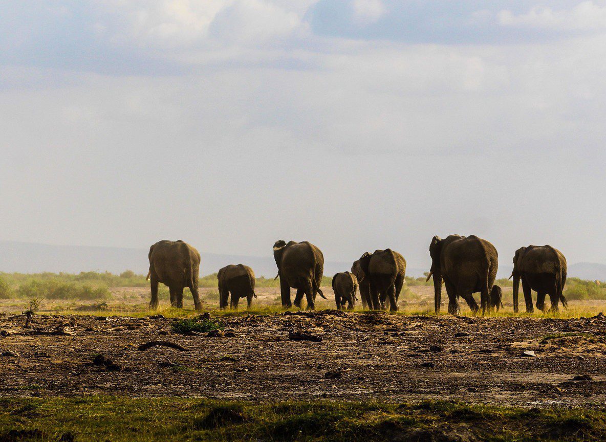Amboseli Elephant Research