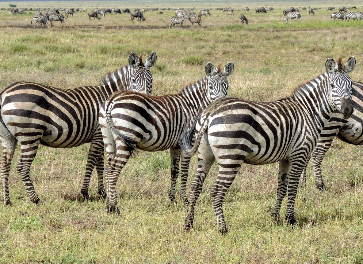 Amboseli Elephant Research Project Guide
