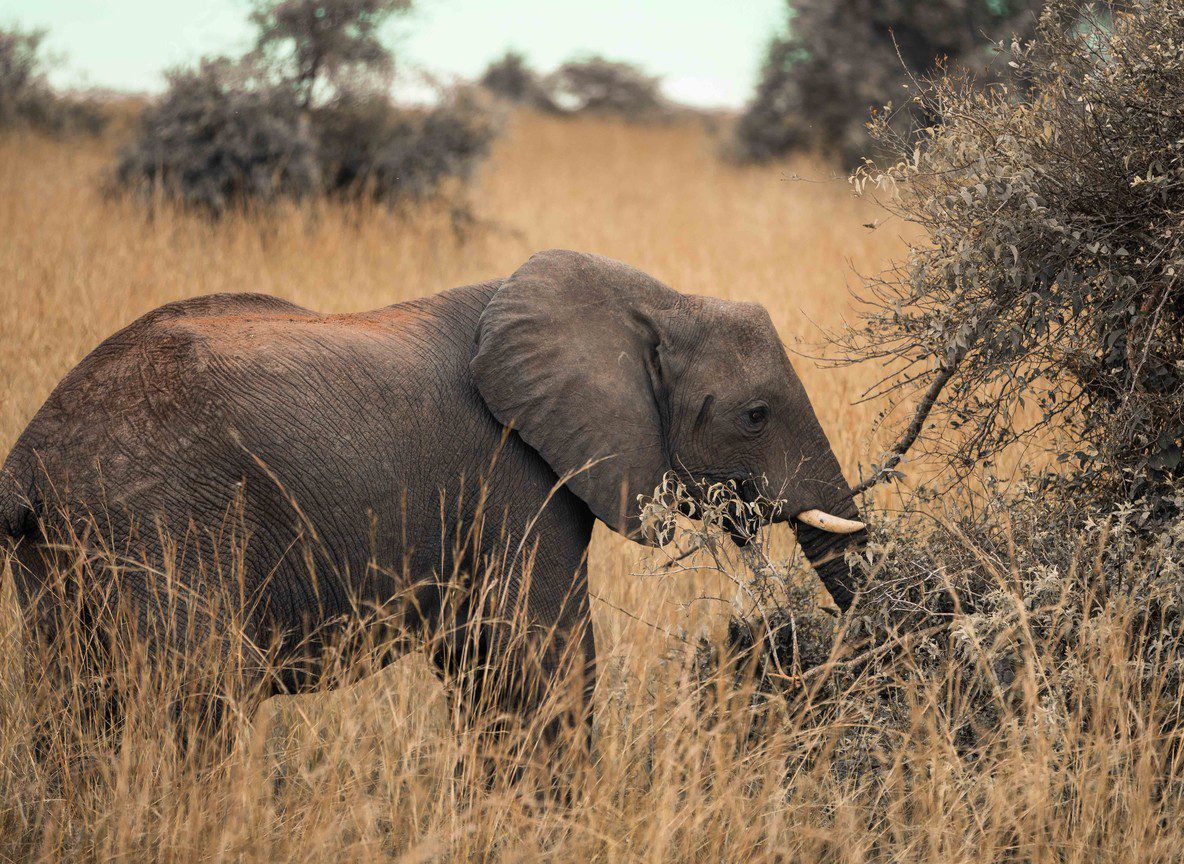 Amboseli Elephant Research Project Guide