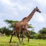 Amboseli Elephants Guide