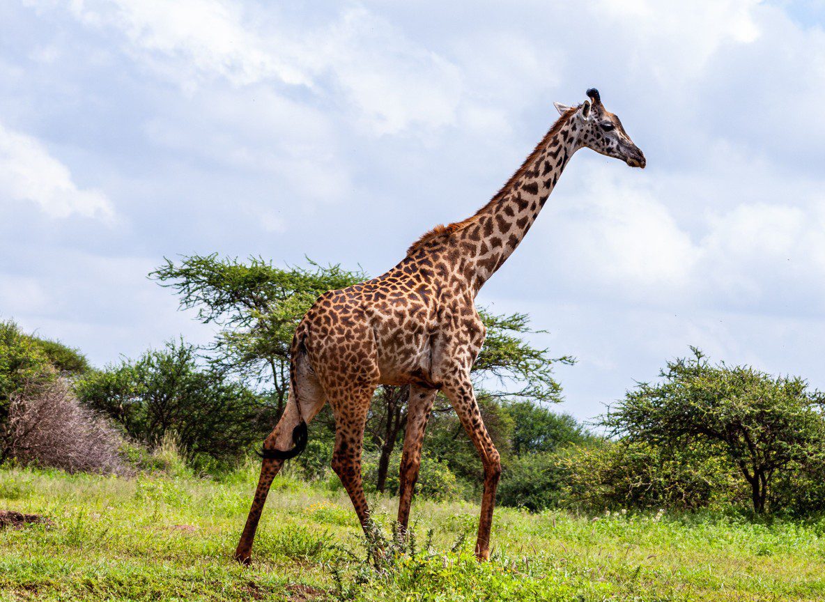 Amboseli Elephants Guide