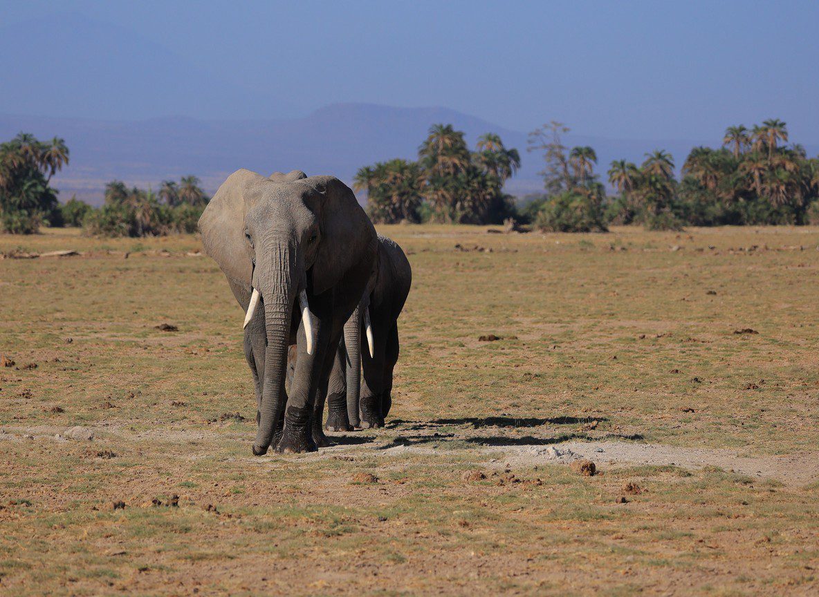 Amboseli Elephants Guide