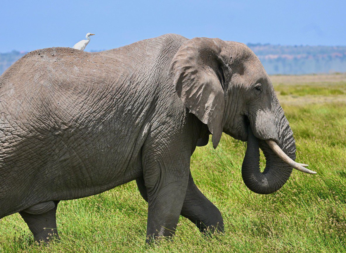 Amboseli Elephants Vs Tsavo Elephants