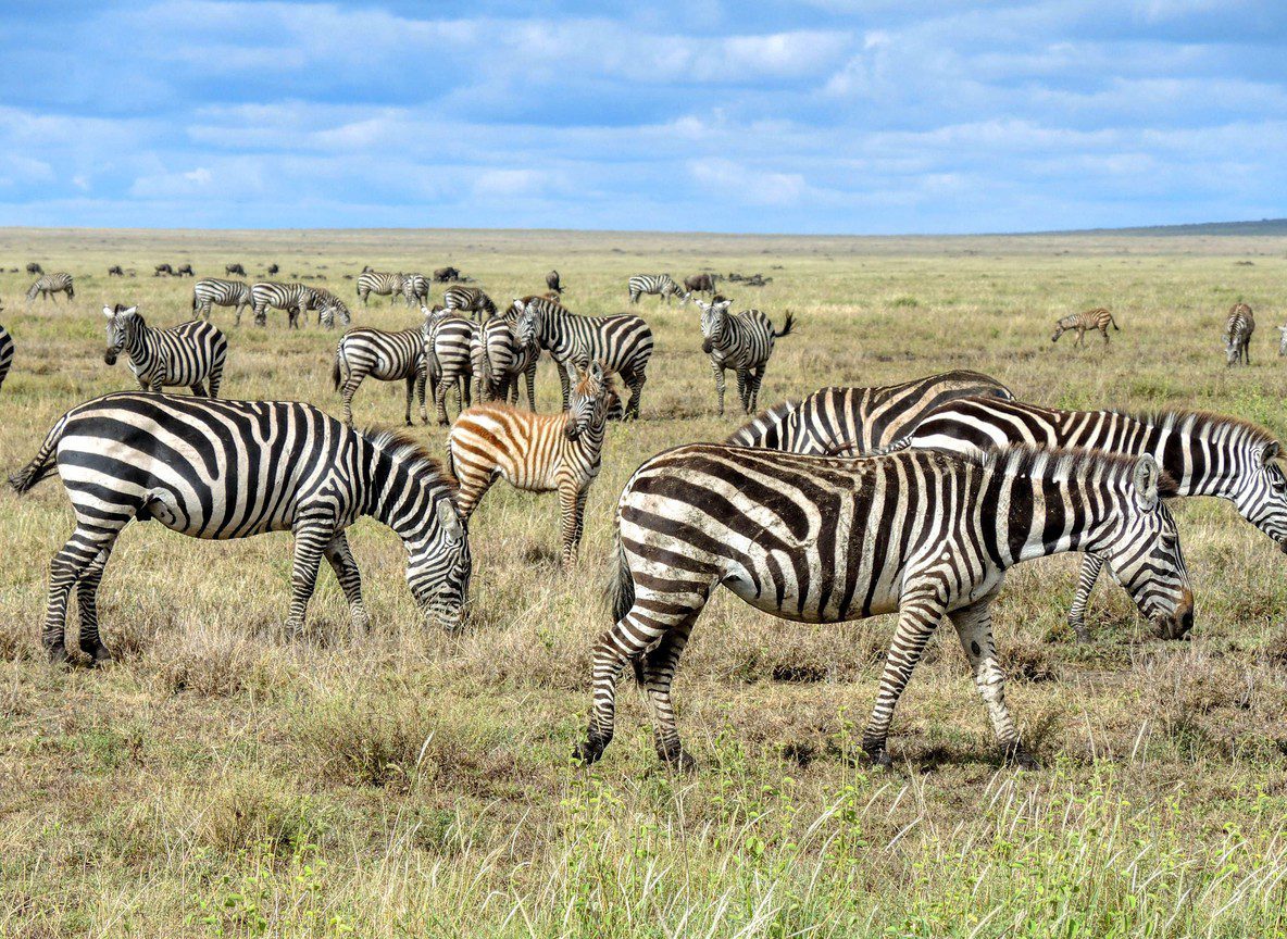Amboseli Fly In Safari Guide