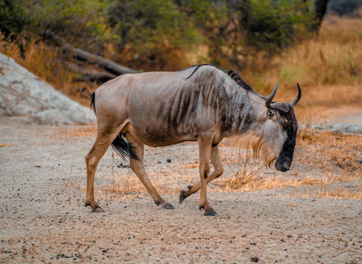 Amboseli Fly In Safari Guide