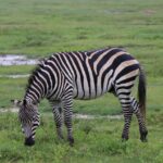 Amboseli For Couples Vs Families