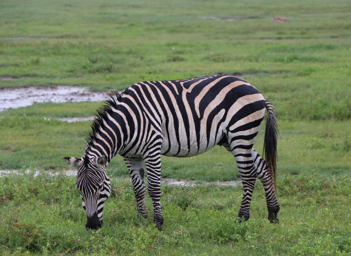 Amboseli For Couples Vs Families