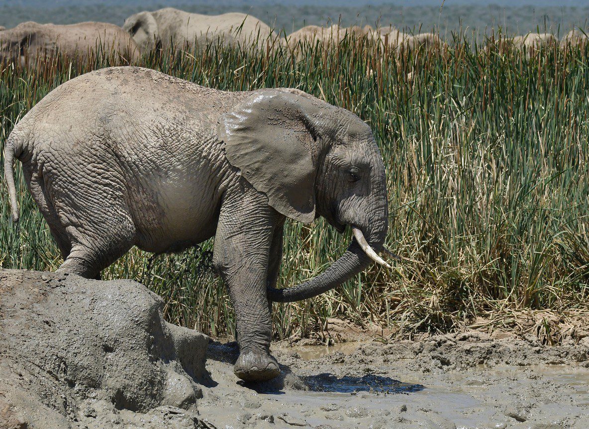 Amboseli For Couples Vs Families