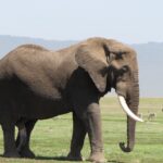 Amboseli From Emali Route Guide