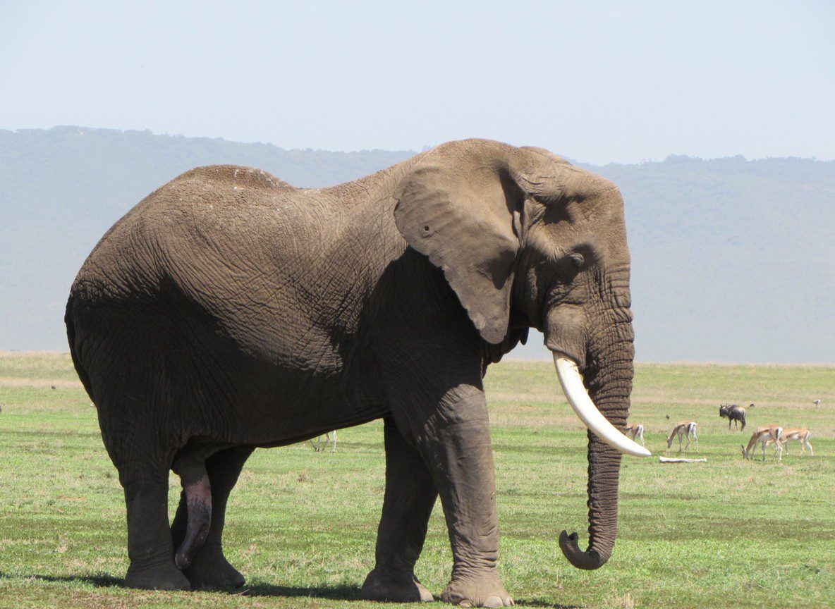 Amboseli From Emali Route Guide