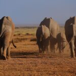 Amboseli From Namanga Route Guide