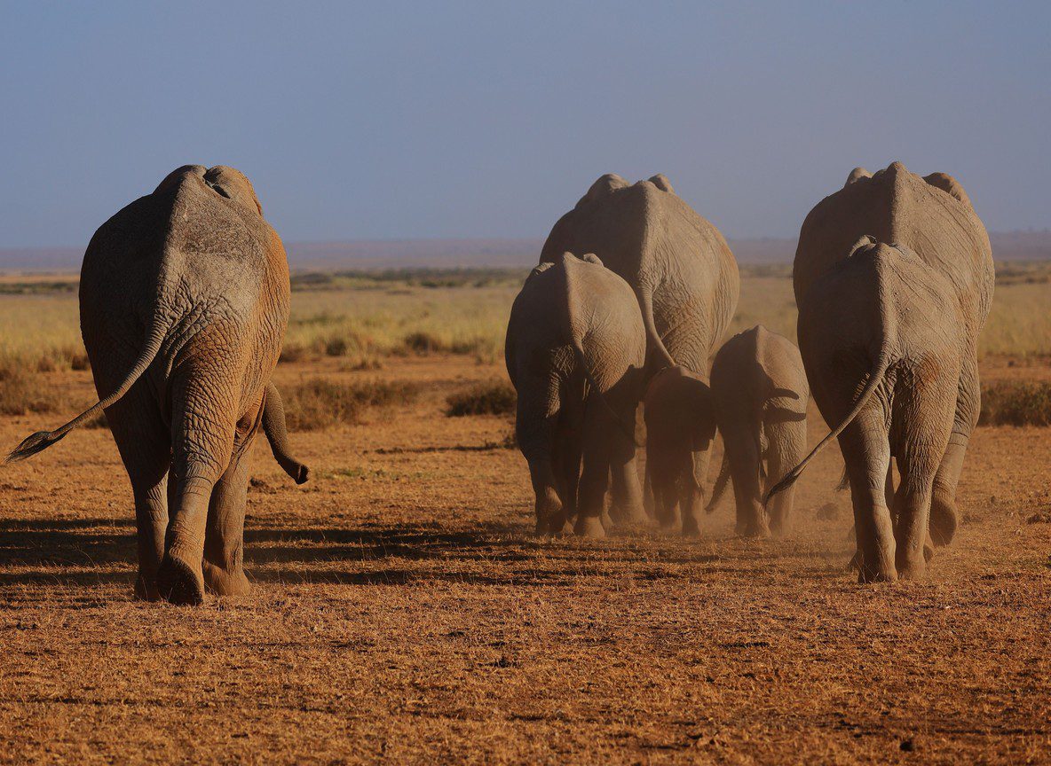 Amboseli From Namanga Route Guide
