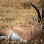 Amboseli Gate Hours And Entry Timing Guide