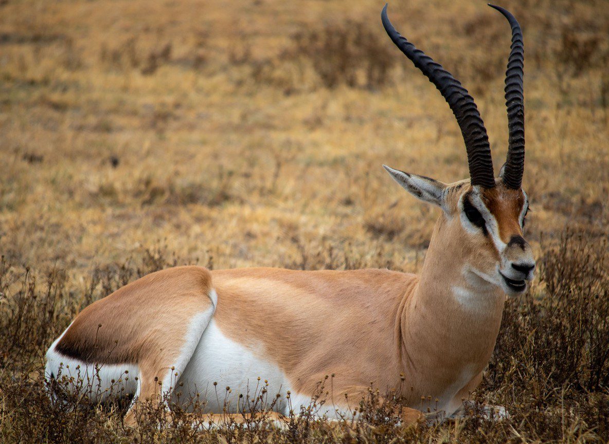 Amboseli Gate Hours And Entry Timing Guide