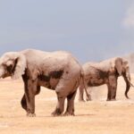 Amboseli Gates Entry Comparison Guide
