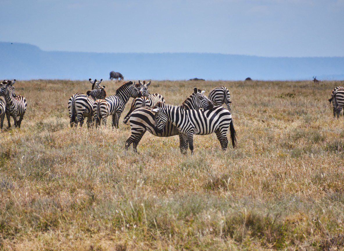 Amboseli Gates Entry Comparison Guide
