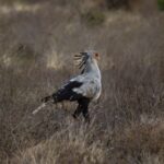 Amboseli Honeymoon Guide