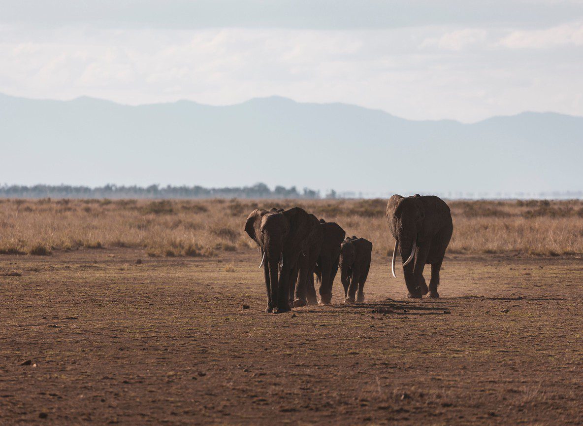 Amboseli In April