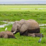 Amboseli In December