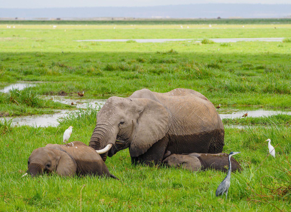 Amboseli In December