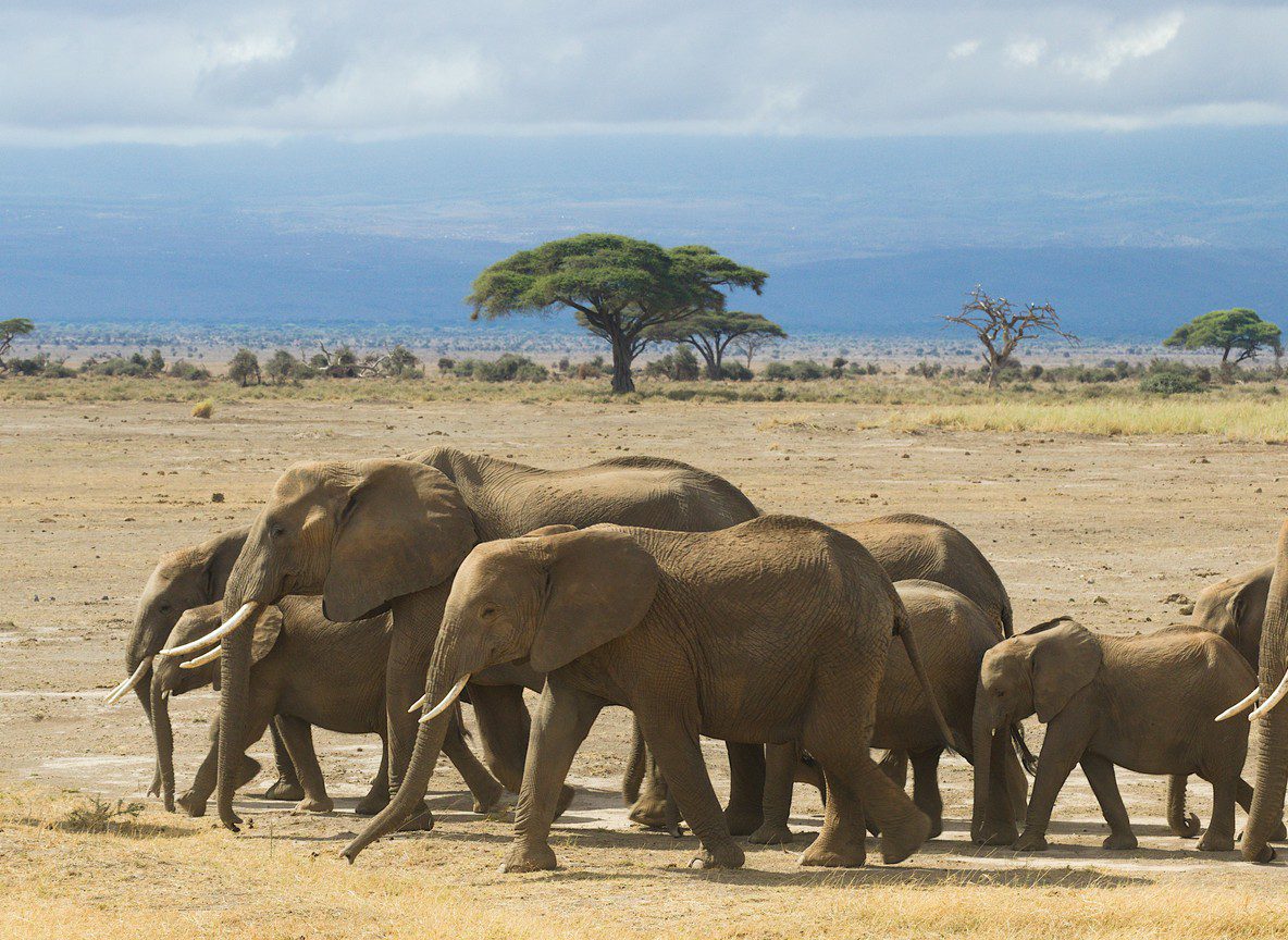 Amboseli In December