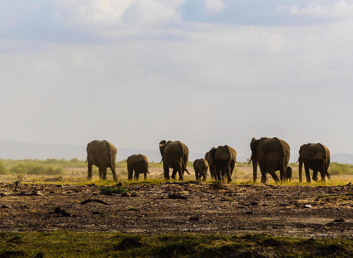 Amboseli In February