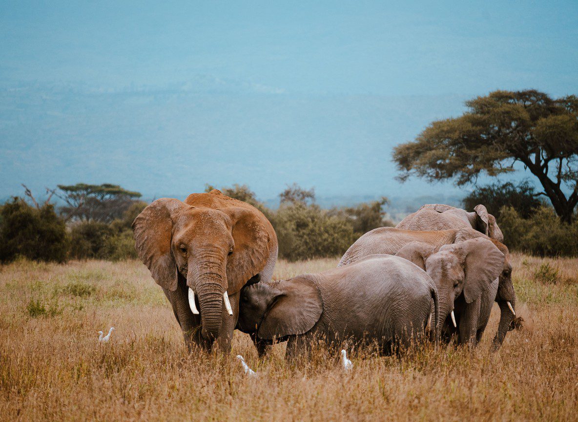 Amboseli In February