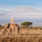 Amboseli In January