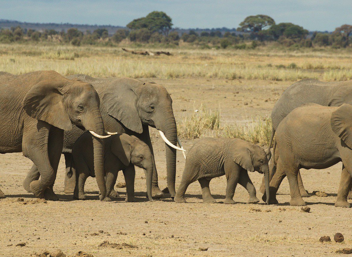 Amboseli In January