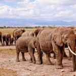 Amboseli In July
