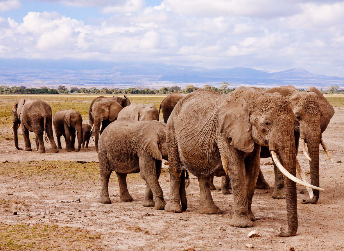 Amboseli In July