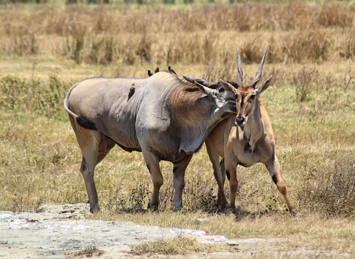 Amboseli In July