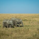 Amboseli In June