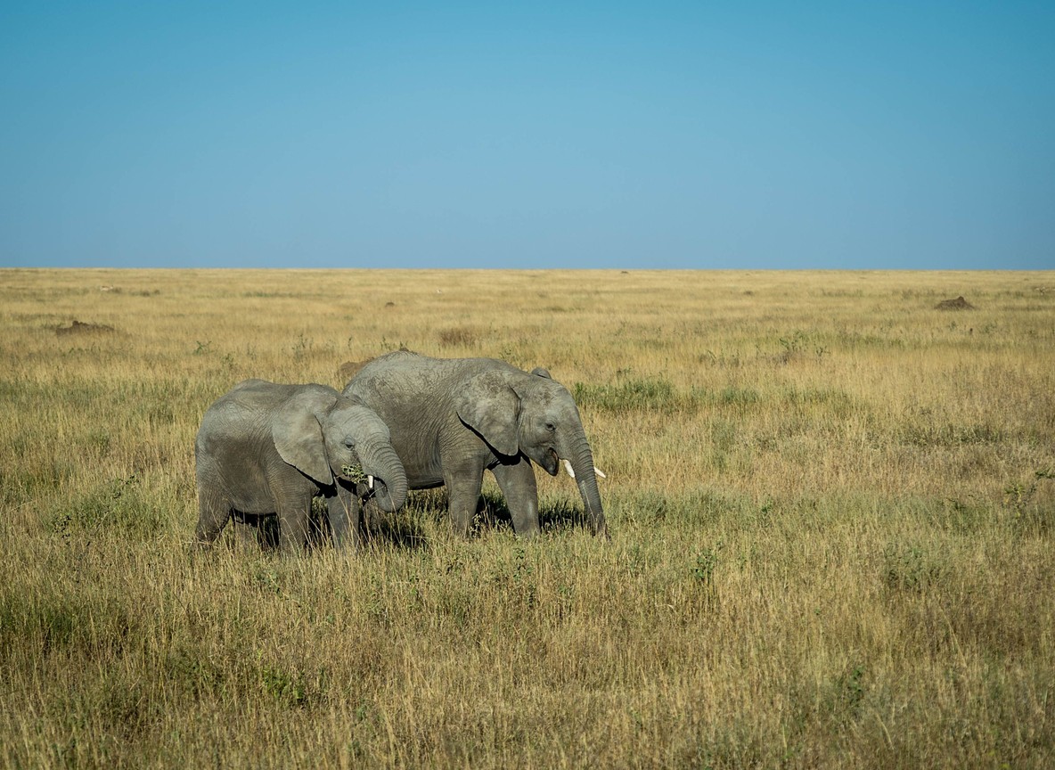 Amboseli In June