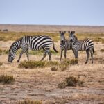 Amboseli In March