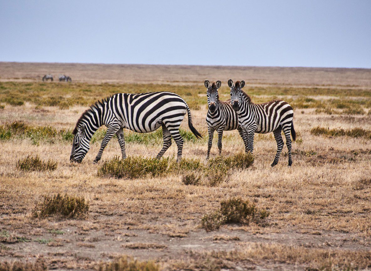 Amboseli In March