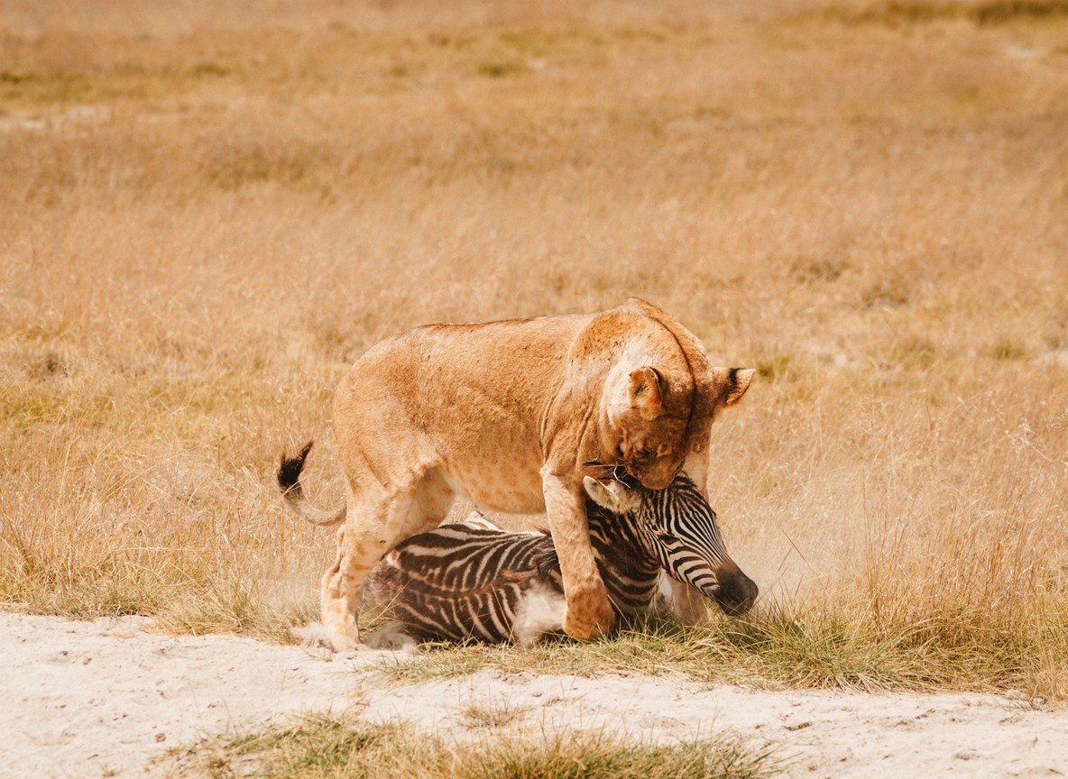 Amboseli In March