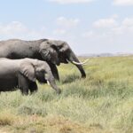 Amboseli In May