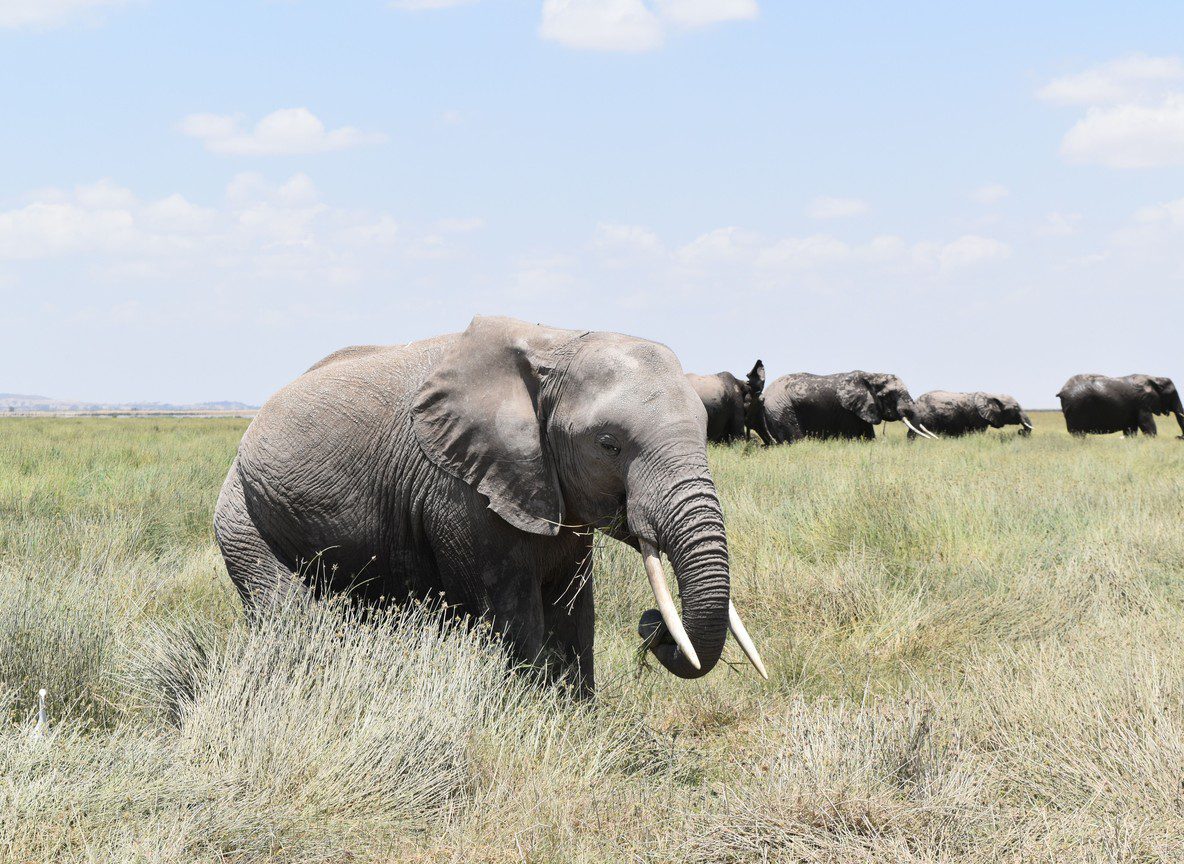 Amboseli In May