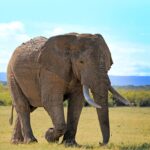 Amboseli In November