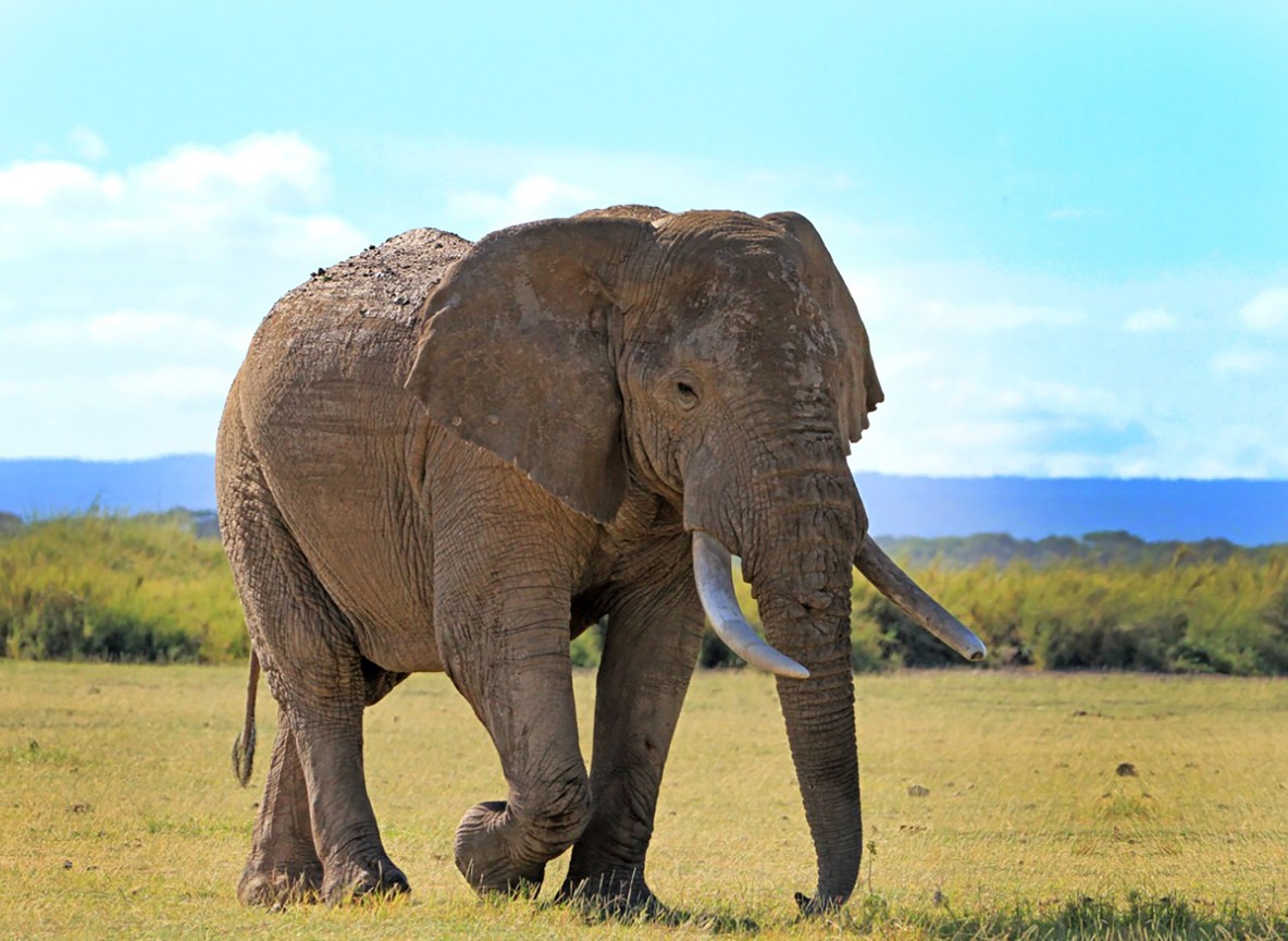 Amboseli In November